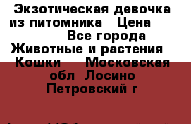 Экзотическая девочка из питомника › Цена ­ 25 000 - Все города Животные и растения » Кошки   . Московская обл.,Лосино-Петровский г.